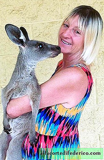 Kangoeroe viel een familie Australiërs aan omdat ze hem probeerden te voeden