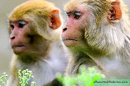 De Chinezen hebben makaken gemaakt met het menselijke gen: wat is er veranderd