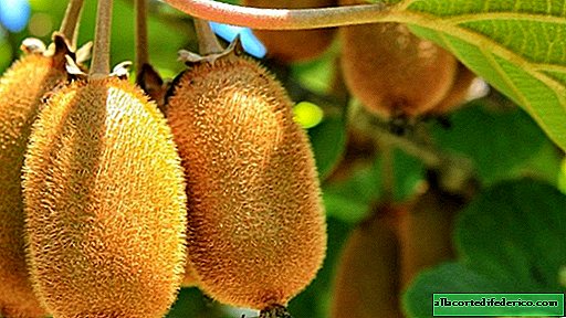 Kiwi: donde en Rusia cultivan fruta maravillosa y otros datos interesantes
