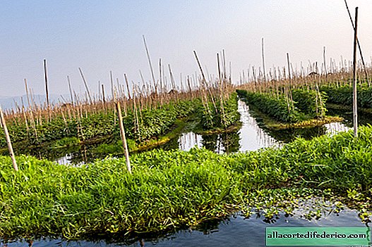 The picturesque Inle Lake, where beds with tomatoes are located directly in the water