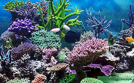Ali so koralne živali ali rastline?