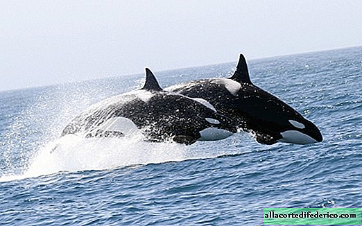 Las orcas son los parientes más amorosos y afectuosos en el reino animal.