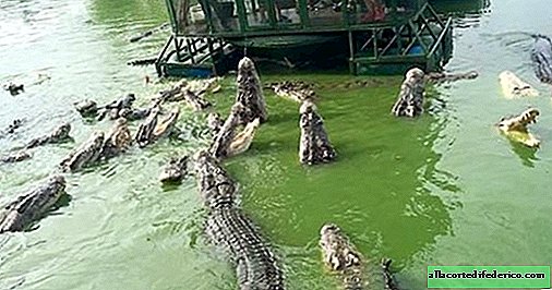 De krokodillenboerderij in Thailand is een geweldige plek voor liefhebbers van spanning