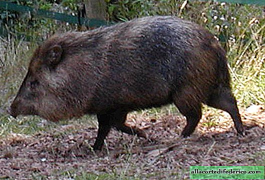 Los cucos se hacen pasar por cerdos para escapar de los depredadores