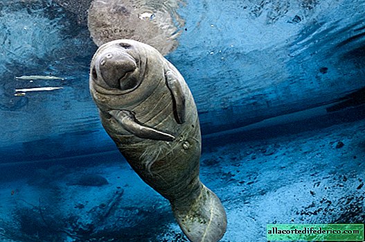 Manatees - the closest relatives of elephants