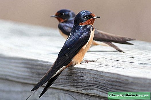 Golondrinas, palomas, búhos: lo que predijeron las aves