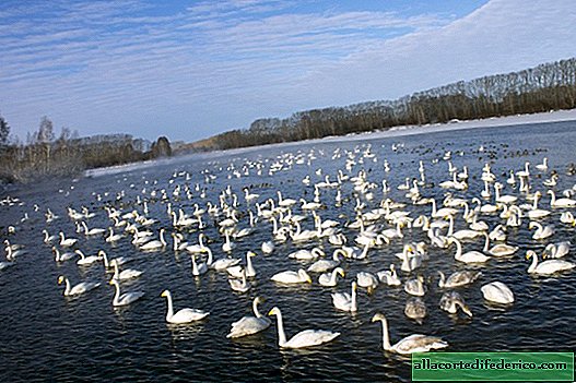 Los cisnes prefirieron pasar el invierno en la dura Siberia a los vuelos a países cálidos