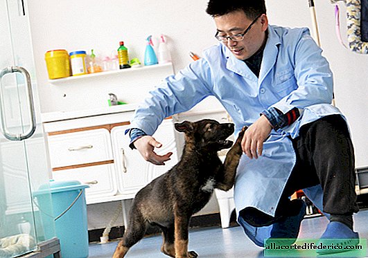 Klonen is eenvoudiger dan het opvoeden van een nieuwe: een politiehond is gekloond in China