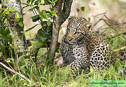 Leopardic Poly: ¡la criatura más dulce!