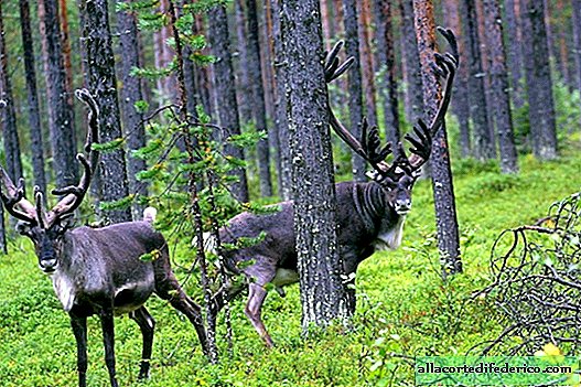 Logging and oil production left no chance for a caribou in the USA