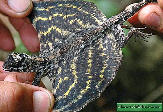 Flying Lizard: drager finnes, bare veldig små