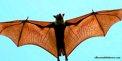 الخفافيش: هذه الحيوانات المذهلة تطير أفضل من الطيور والحشرات.