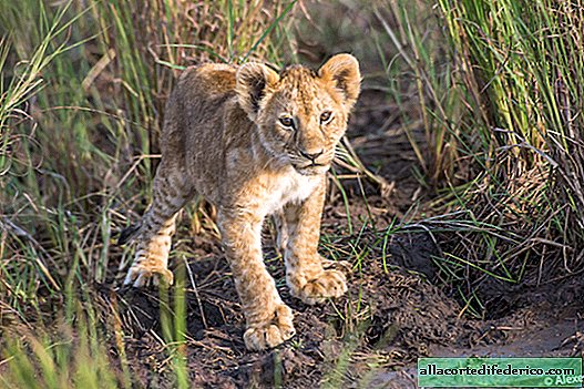 Les histoires de lion de Masaï Mara