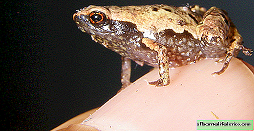 Frogs smaller than a human nail - a new discovery in the animal kingdom of Madagascar