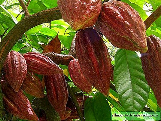 شجرة الكاكاو Lyubitelyam-shokolada-pridetsya-nesladko-kakao-derevya-pogibayut-ot-boleznej-i-zasuhi-3
