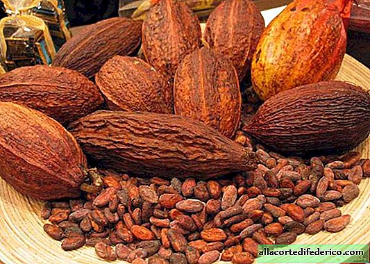 Chocolate lovers will have a hard time: cocoa trees die from disease and drought
