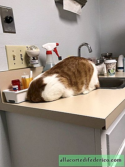 People share photos of how their cats hide from veterinarians in reception rooms