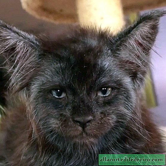 La gente no puede creer en la realidad de un gato con rostro humano, pero ella vive en Rusia