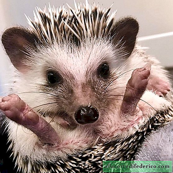 People took a hedgehog to their house, he became their best friend and Internet star.