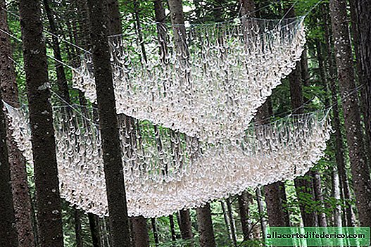 "Araña de luces" - una instalación impresionante en el bosque italiano, que recoge la lluvia