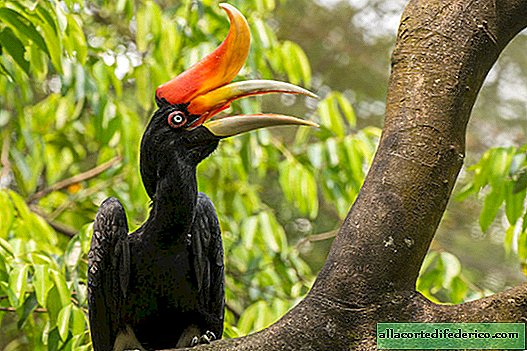 Malay kalao: why tropical birds need such an unusual beak