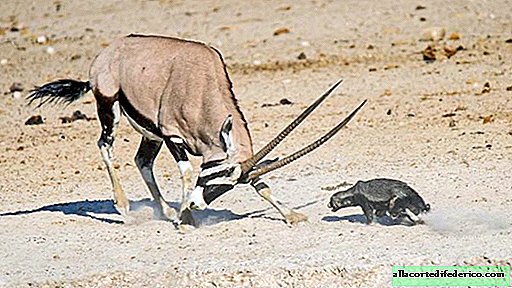 Pieni "maniakki" eläinmaailmassa: hunaja mäyrähyökkäys iso antilooppi