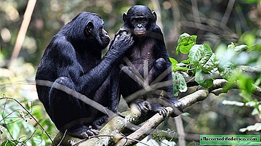 Mamenkin-zoon: hoe bonobovrouwen het persoonlijke leven van hun zonen regelen