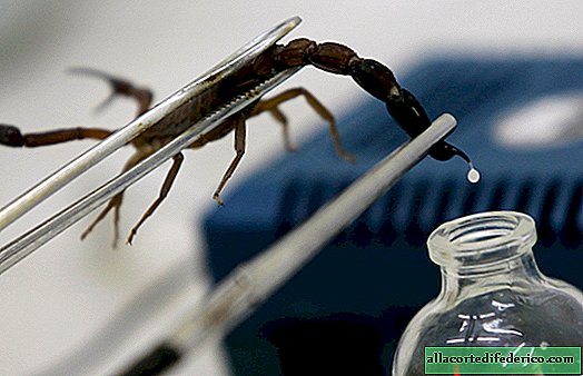 Moroccan scientists invented a "milking machine" for scorpions