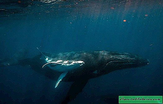 Les rêves deviennent réalité: nager avec les baleines