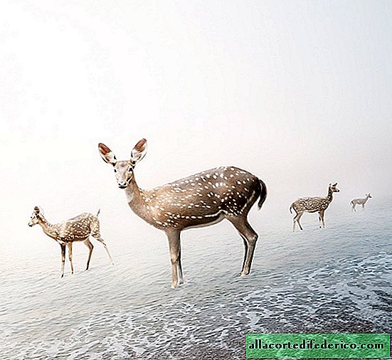 Collages méditatifs: animaux sauvages en parfaite tranquillité