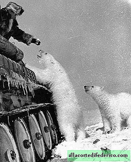 Cute army photos with animals showing that the war affects not only people