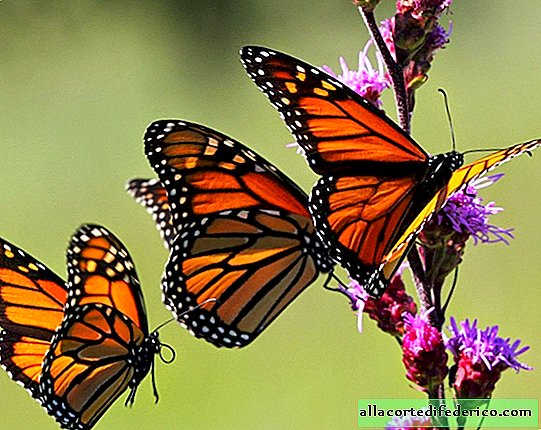 Milliarden Schmetterlinge an einem Ort auf der Erde: Monarchfalter-Schongebiet in Mexiko