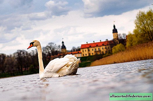 Minsk. Castles, swans, wounded storks and the echo of war ...