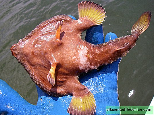Hav flagermus: fantastiske fisk, der ikke svømmer, men går langs bunden