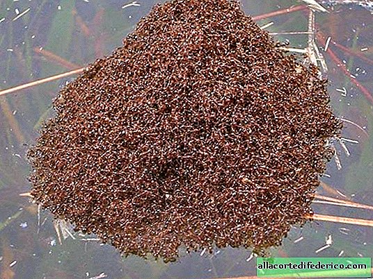 Las hormigas construyen "torres vivas" de gran altura