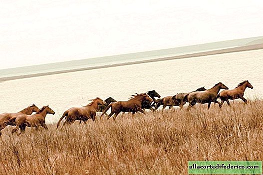 Mustangs của Manych-Gudilo Lake: làm thế nào những con ngựa kết thúc một mình trên một hòn đảo sa mạc