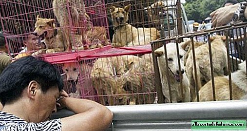 Dog meat finally banned from eating at the infamous festival in China