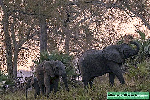 Hva evolusjonen er i stand til: elefanter føder barn uten brosme, slik at de ikke blir jaget
