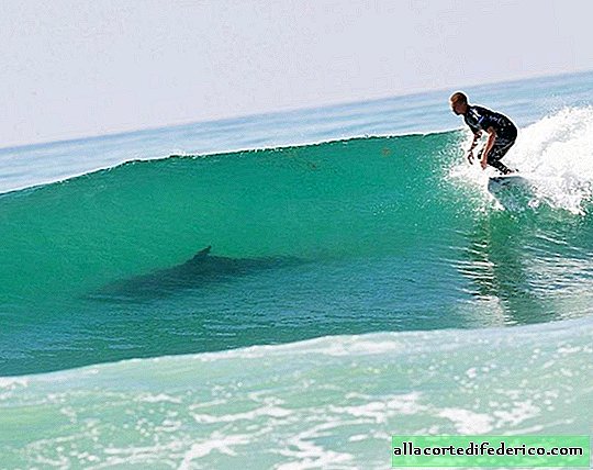 En las playas de los países del mundo, los tiburones atacan con mayor frecuencia a las personas.
