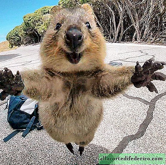 On a walk, he met a quokka and took a picture with him, but this is not the end of the story!
