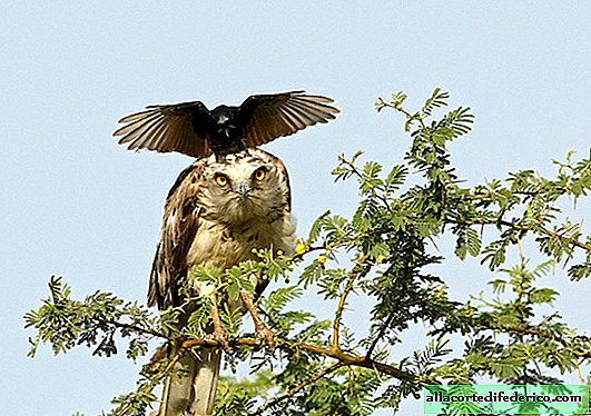 El molesto cuervo vuelve loco al águila, aterrizando sobre su cabeza una y otra vez