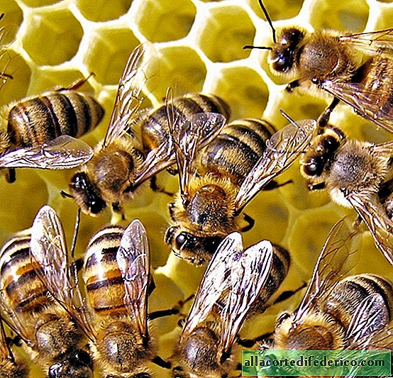 There will be no buckwheat, apples and coffee: what happens if the bees disappear on Earth