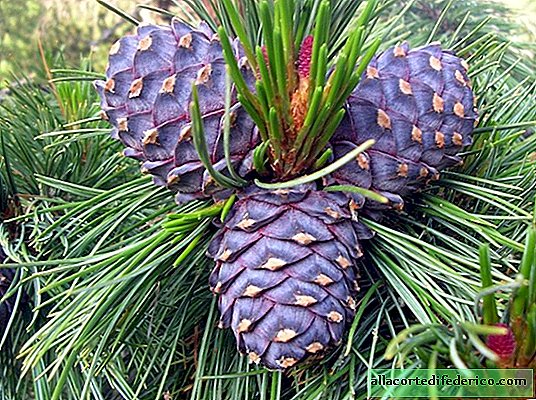 Not only in Siberia: what other pine trees give tasty, edible nuts, and where do they grow