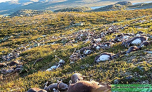 Recientemente, los empleados del parque noruego descubrieron cientos de cadáveres de ciervos en el campo ...