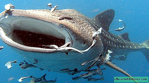Vissa hajar "rycker upp" att äta
