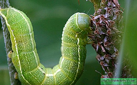 Some plants make caterpillars eat each other