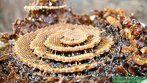 Ausgefallene Bienen, die hocheffiziente Spiralwaben bilden