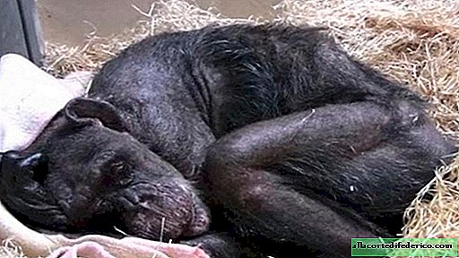 De ongelooflijke reactie van een stervende chimpansee op de stem van een oude bekende
