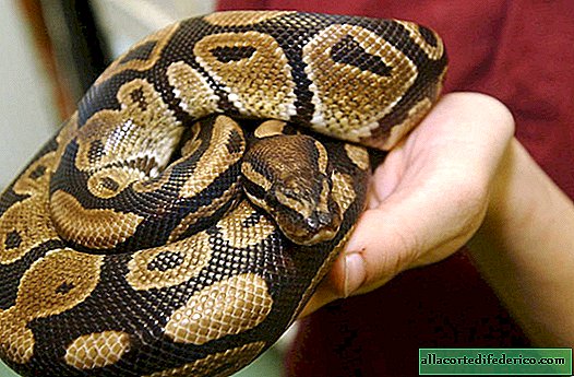 Niemand kann Reptilien aufhalten: entflohene Pythons eroberten Florida