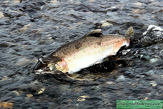 النرويجيين في حالة من الذعر: ما أنهى تجربة تربية سمك السلمون الوردي في بحر بارنتس